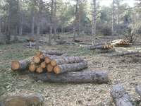 Floresur S.L.- Restauracin paisajstica y mantenimiento de zonas verdes en Mlaga- Andaluca